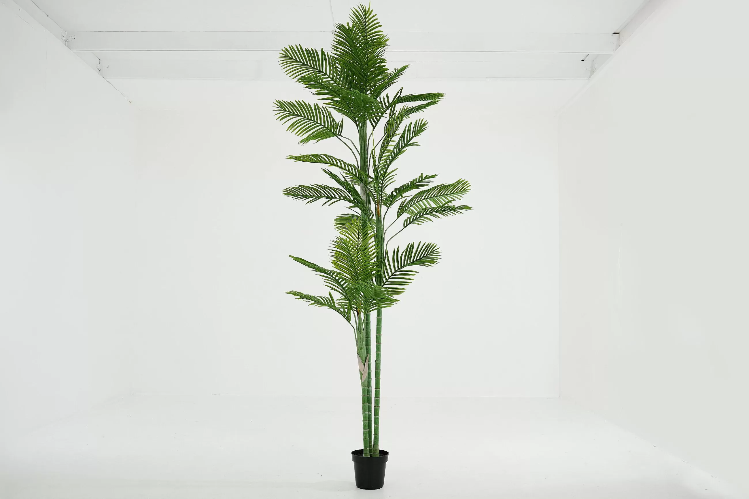 Areca Palm, Plant^Flamant Online