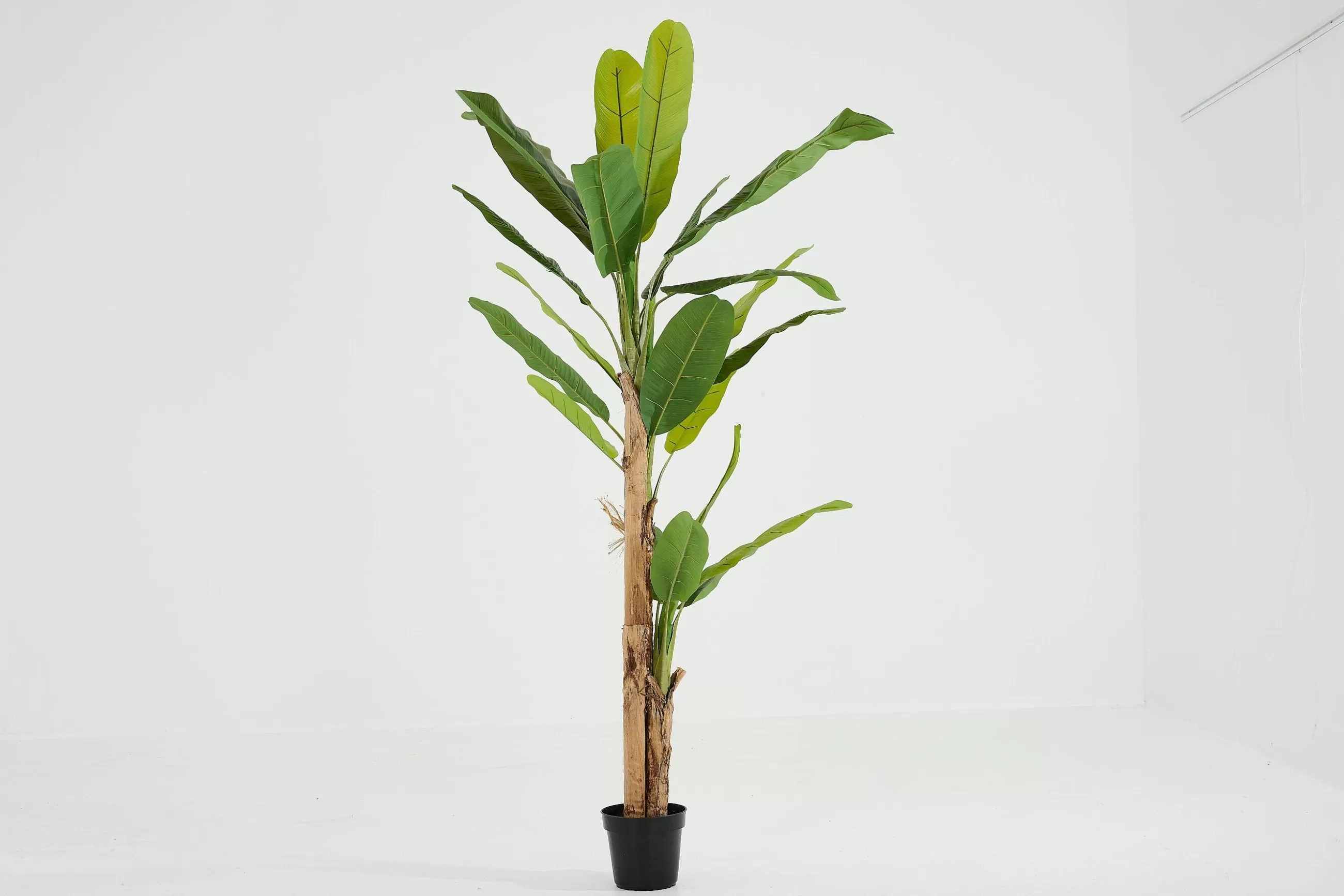 Banana Tree, Plant^Flamant Discount