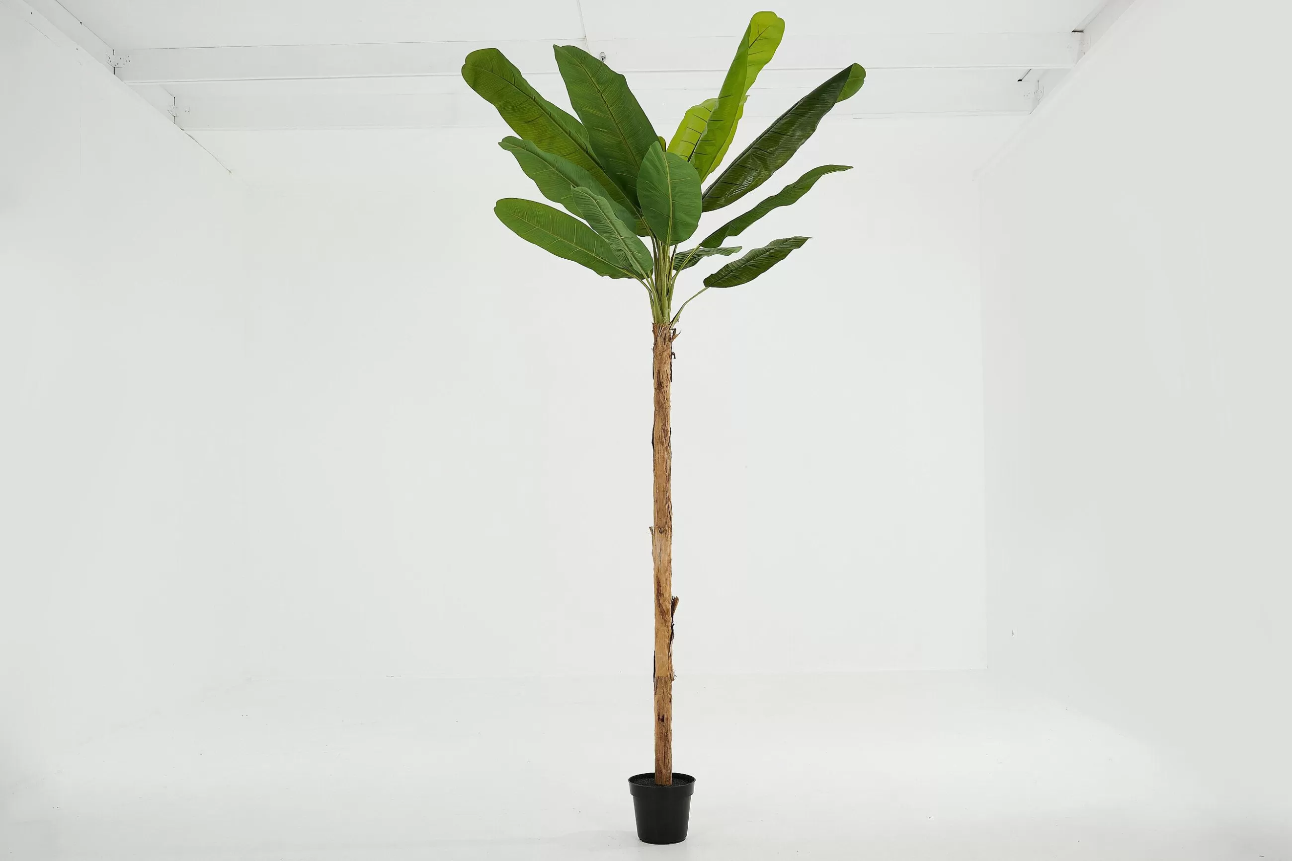 Banana Tree, Plant^Flamant Discount