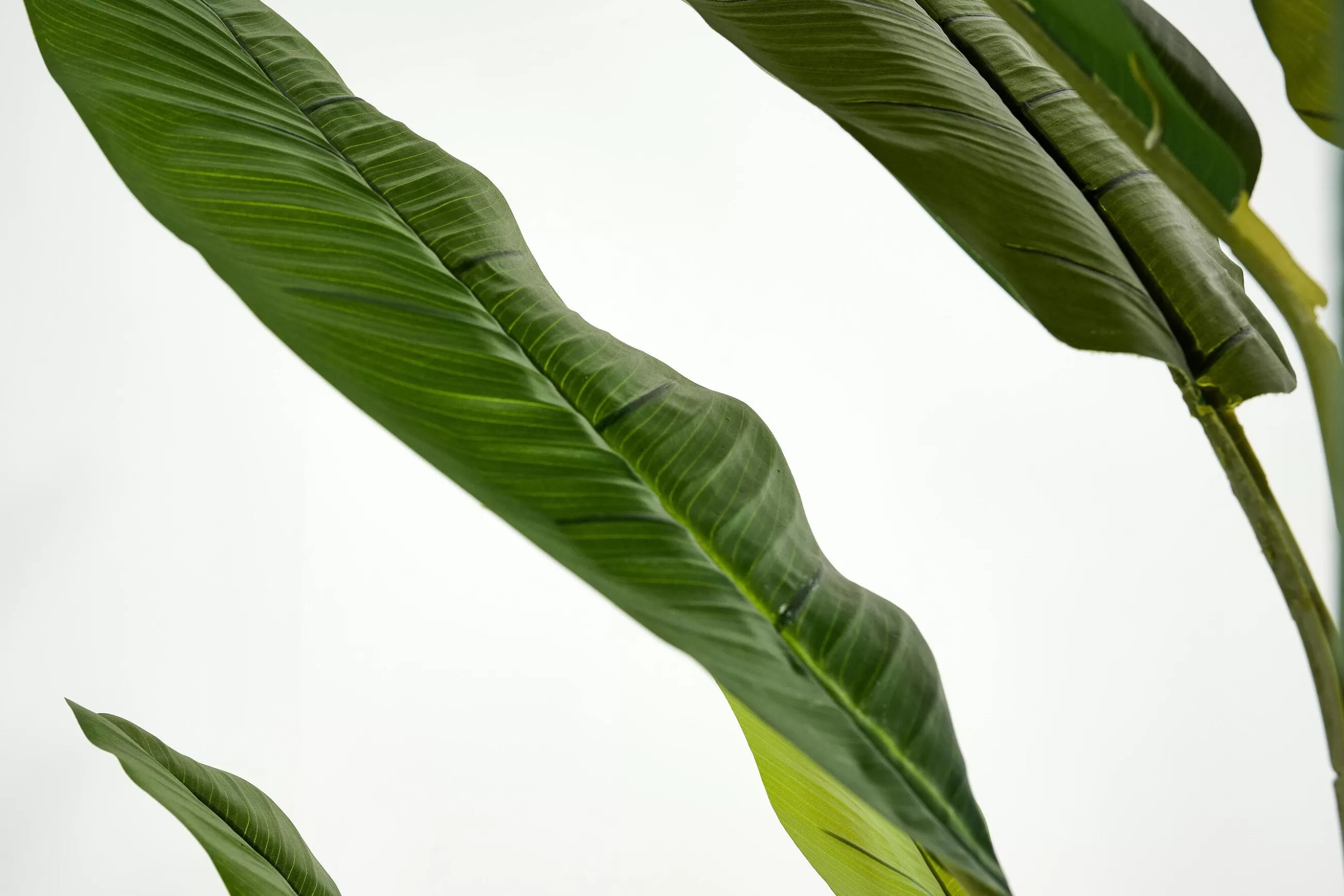 Banana Tree, Plant^Flamant Discount