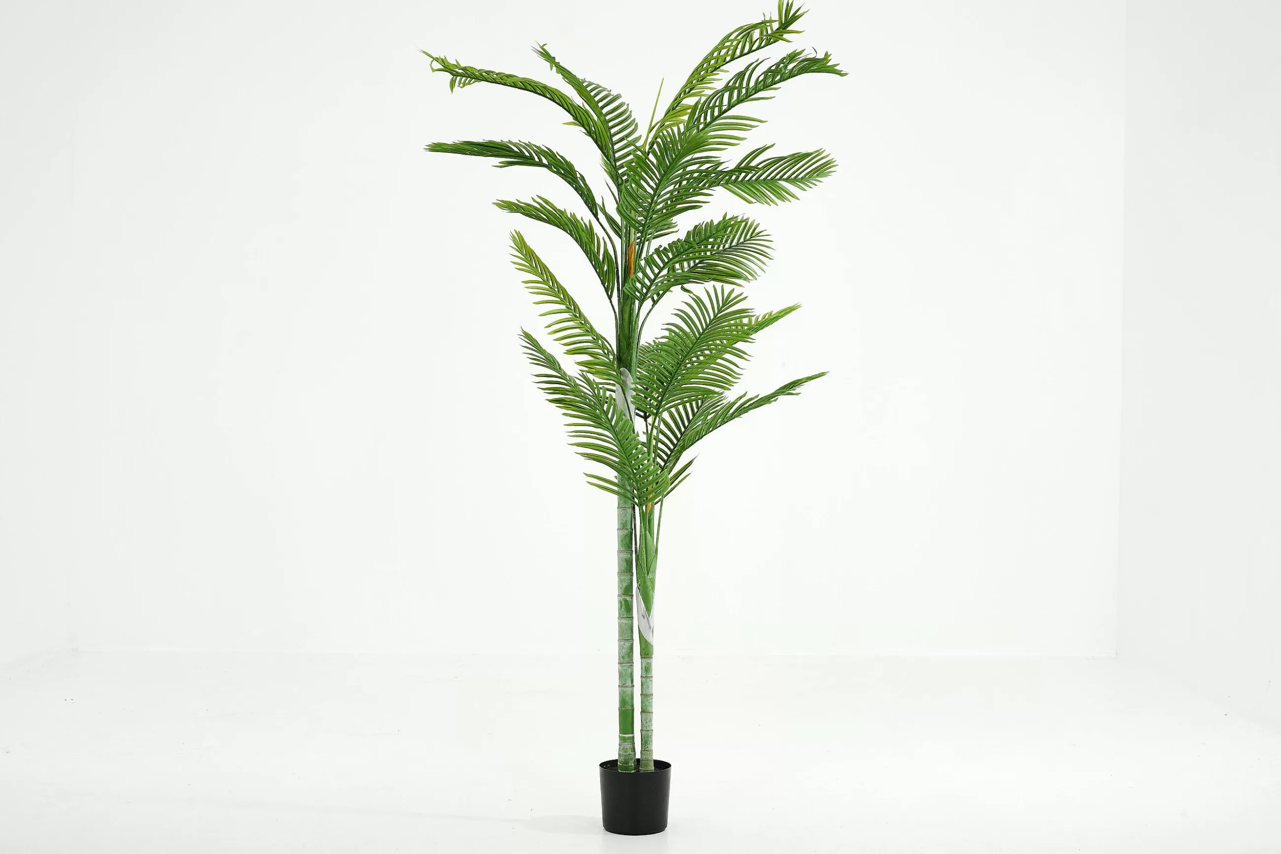 Betel Palm, Plant^Flamant Fashion