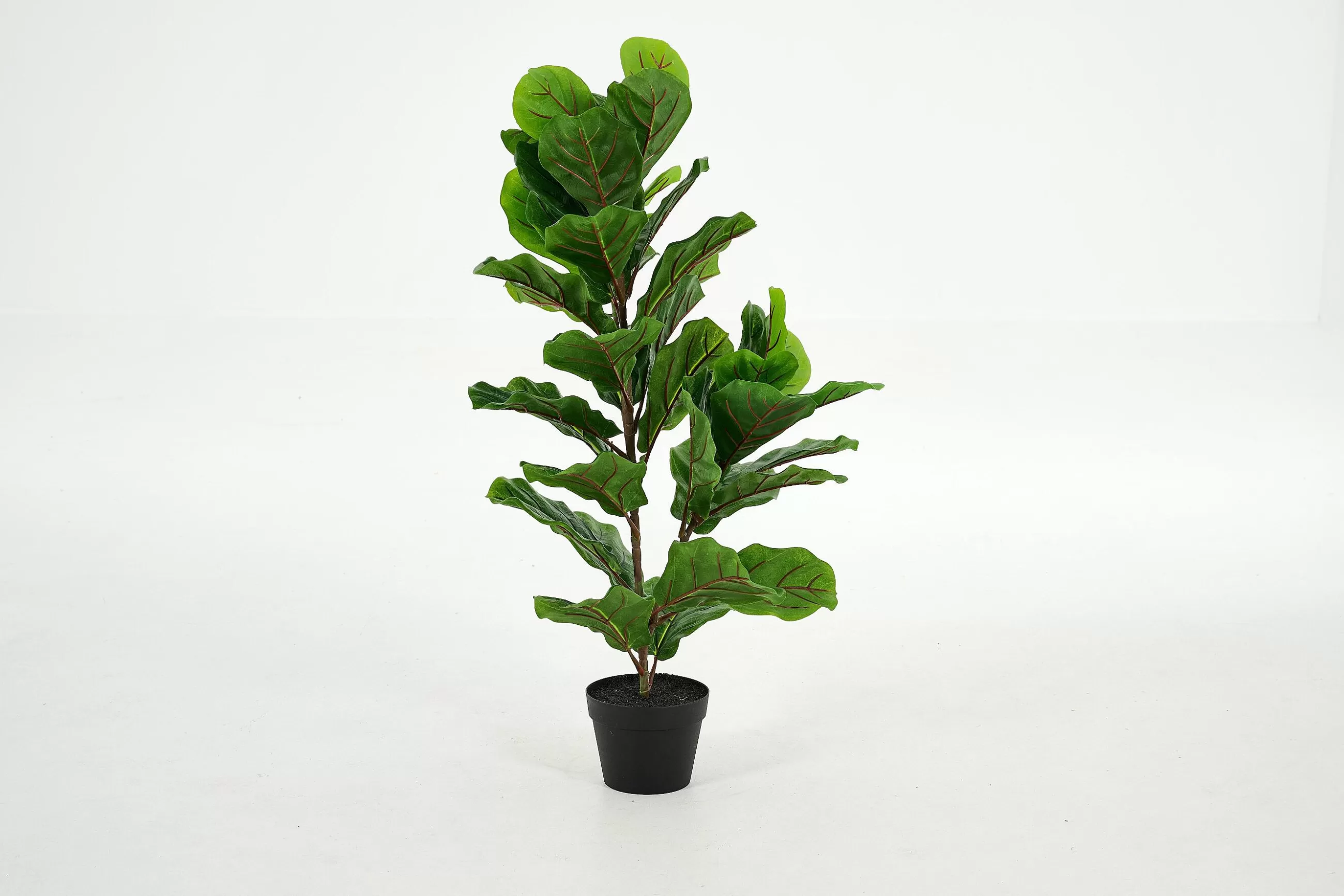 Fiddle Leaf Fig, Plant^Flamant Hot