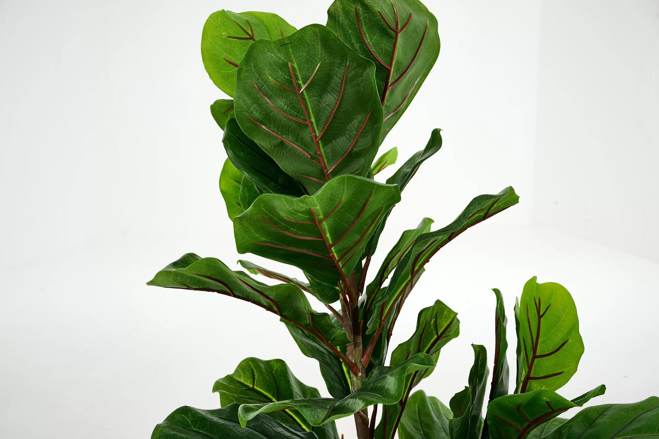 Fiddle Leaf Fig, Plant^Flamant Hot